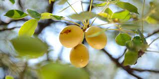 Marula Fruit
