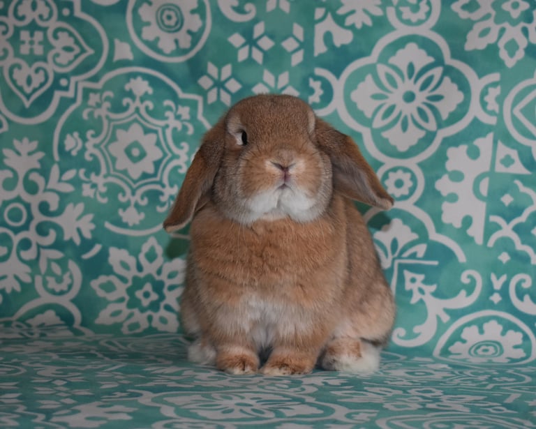 Hot Cross Buns' Strudel - solid orange Holland Lop buck on teal and white background