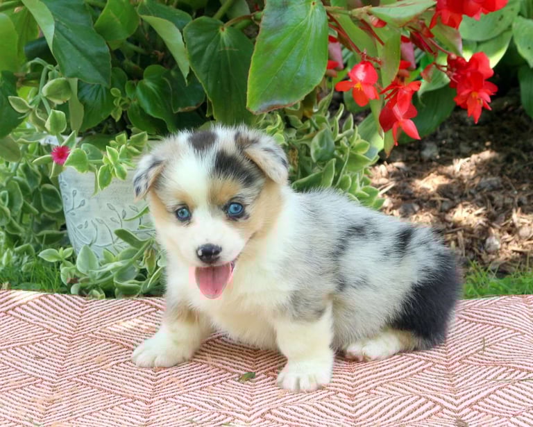 Corgi Puppies for Sale