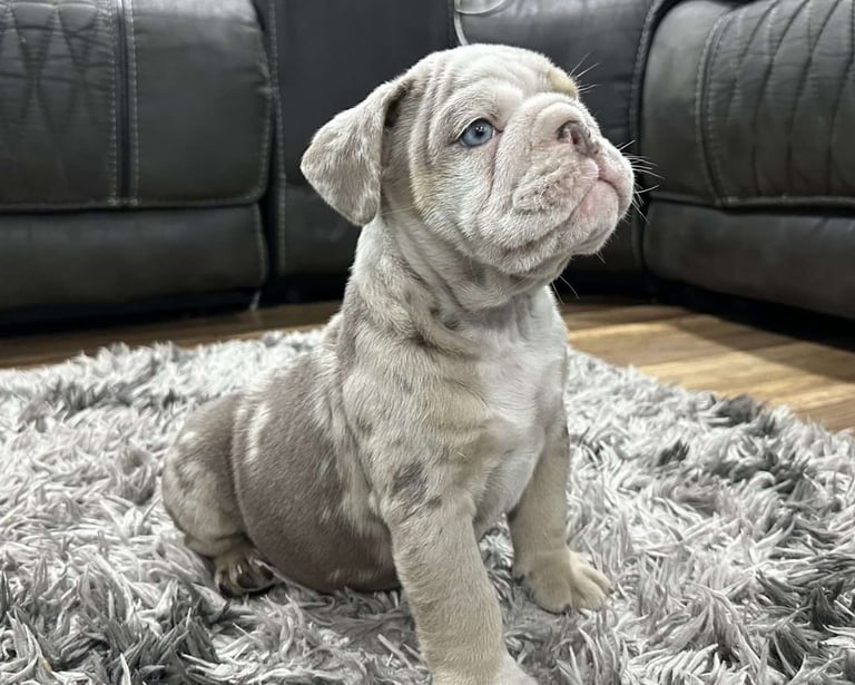 English Bulldog Puppies for Sale
