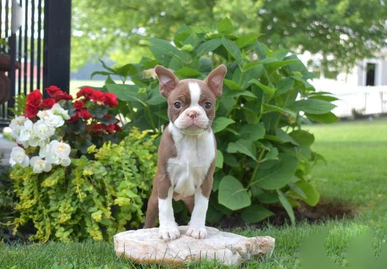 Boston Terrier Puppies for Sale