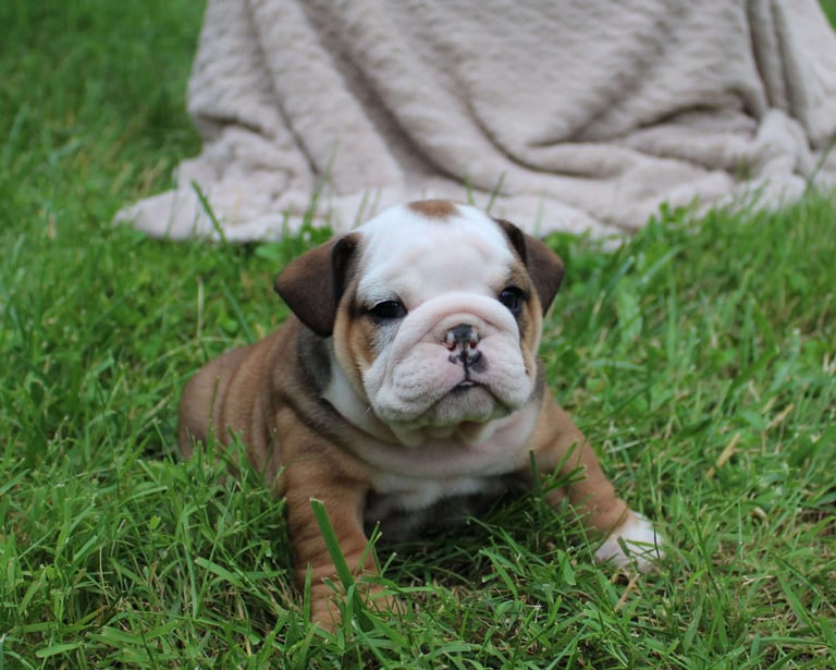 English Bulldog Puppies for Sale