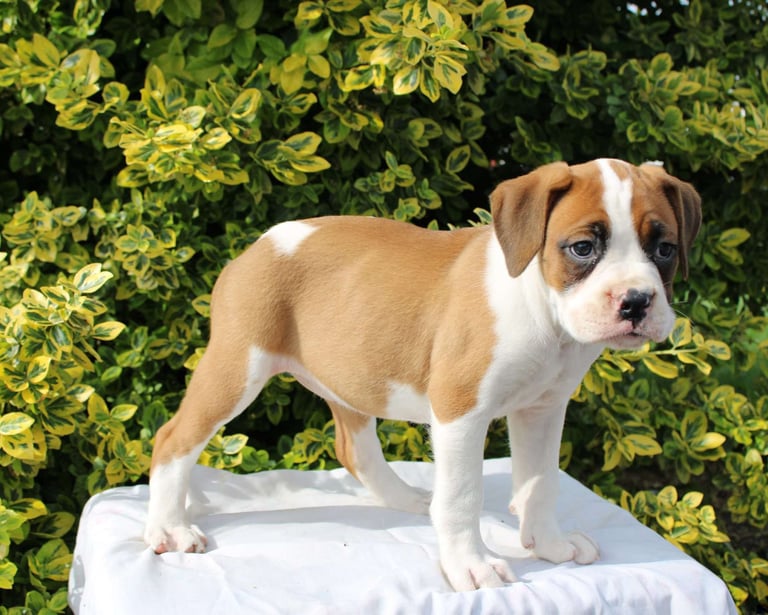 Boxer Puppies for Sale 