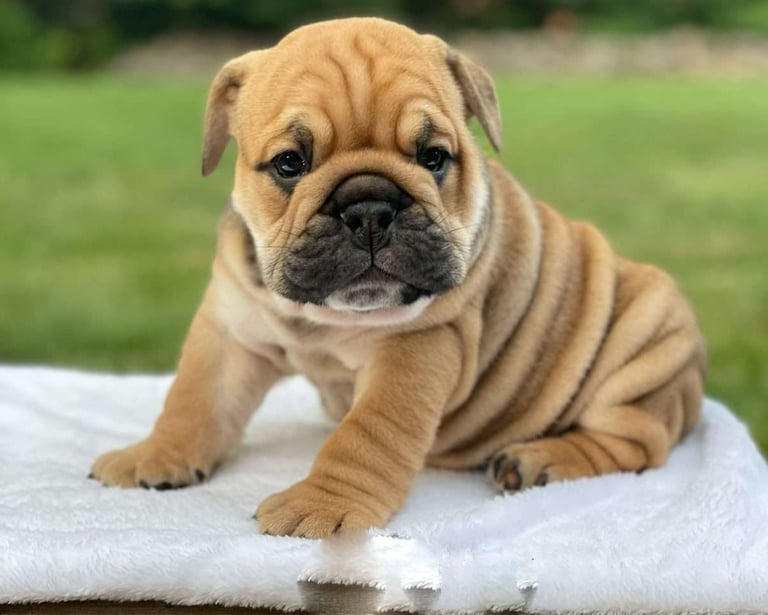 English Bulldog Puppies for Sale