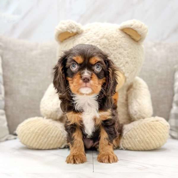 Cavalier King Charles Spaniel Puppies for Sale