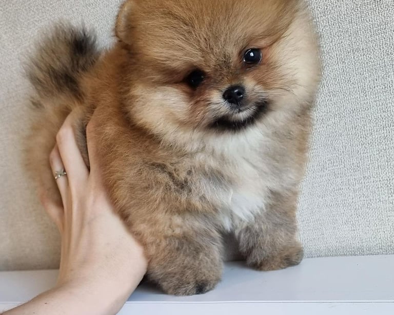 Teacup Pomeranian Puppies for Sale 