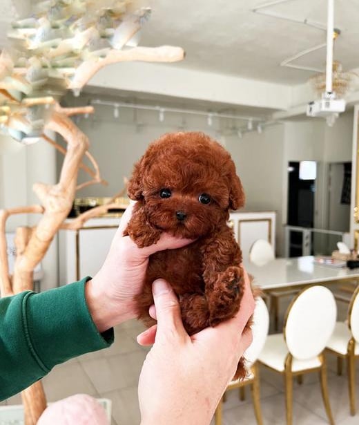 Poodle Puppies for Sale
