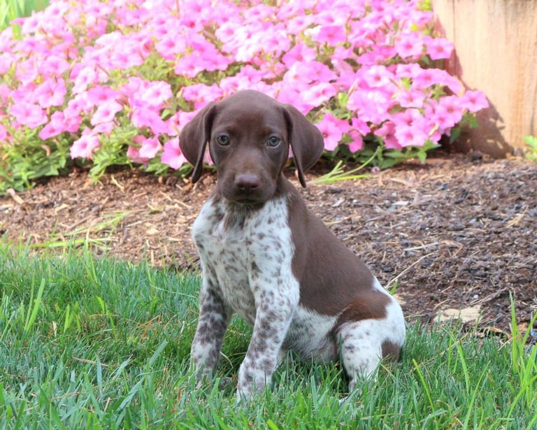 German Shorthaired Pointer Puppies for Sale