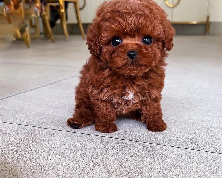 Poodle Puppies for Sale