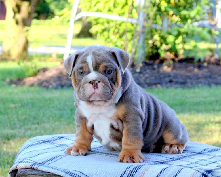 English Bulldog Puppies for Sale