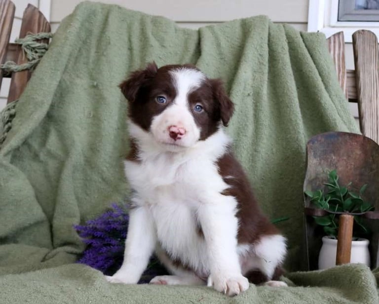 Border Collie Puppies for Sale