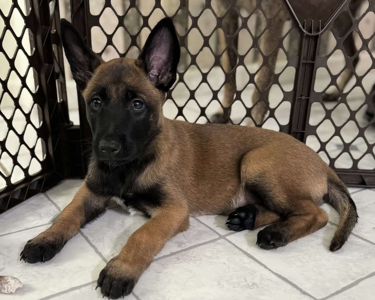 Belgian Malinois Puppies for Sale