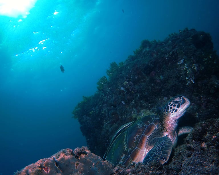 beautiful photo of green sea turtle underwater