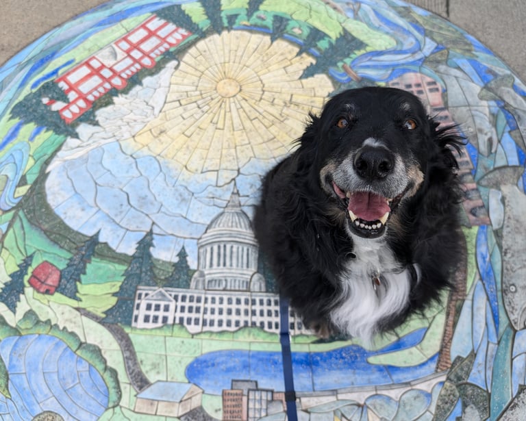 downtown olympia dog walk