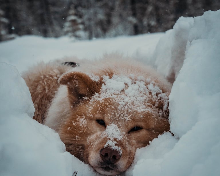 husky