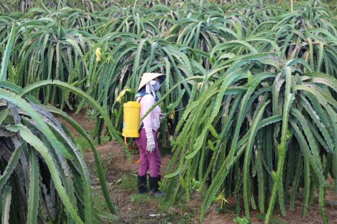 Vietnamese dragon fruit farmer spraying pesticides