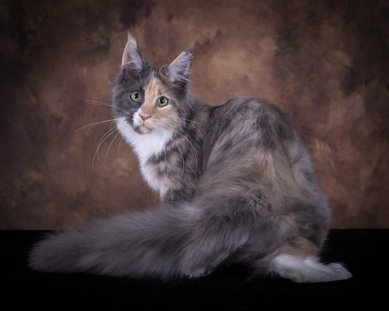 Mountain Rose Breton Blue Cream Tortoiseshell with White Maine Coon