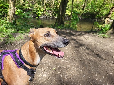 Sky, the lurcher going for a walk down Sir Howy Valley, South Wales.