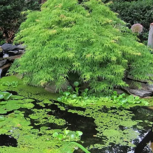Acer palmatum dissectum viridis espectacular cascada de color