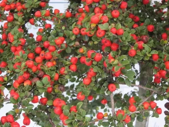 bayas de cotoneaster coral beauty