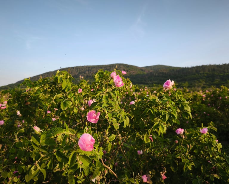 Blooming Rosa Damascena rose fields in Bulgaria’s Rose Valley, source of premium Bulgarian rose oil and hydrosol, harvested f