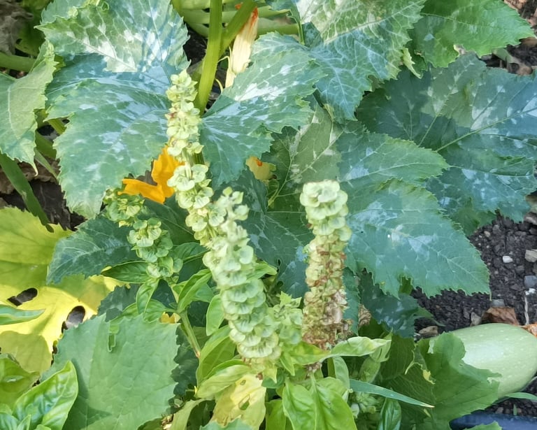 Hunt the courgette