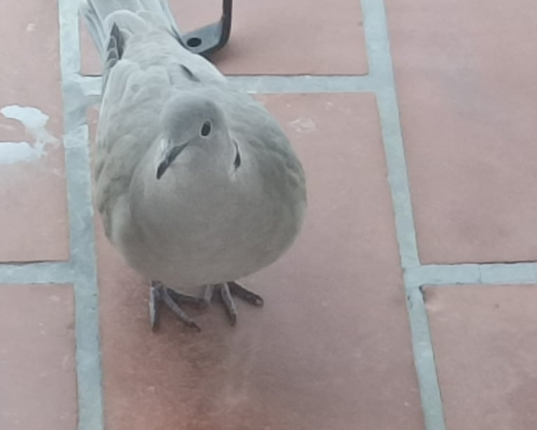 Welcome, little bird!