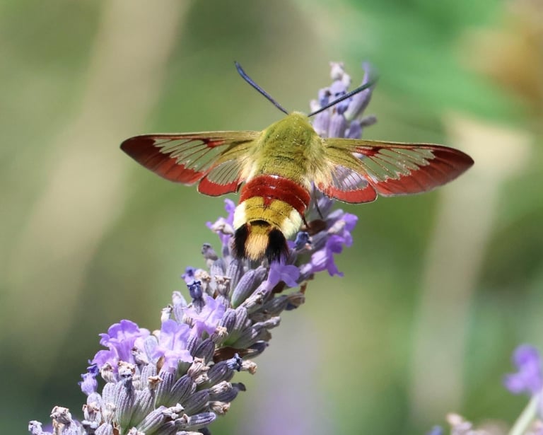 Broad bordered bee hawk moth