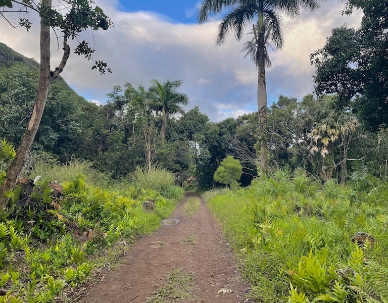 Moanalua Valley Trail Hawai'i O'ahu