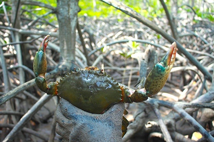 sustainable crab farming