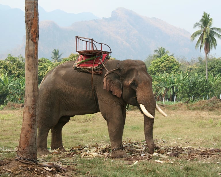 éléphant Thaïlande 