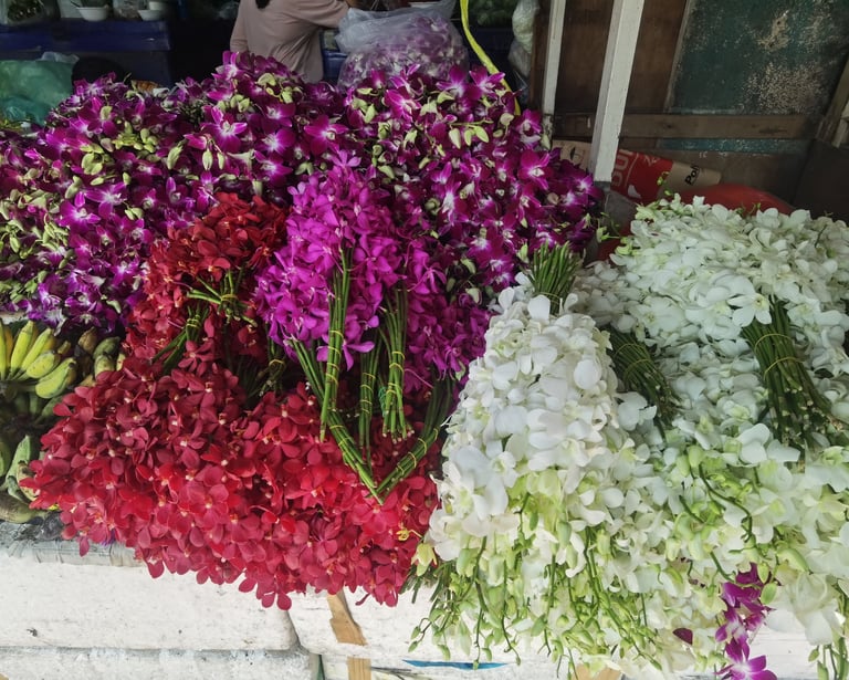 orchidées Thaïlande 