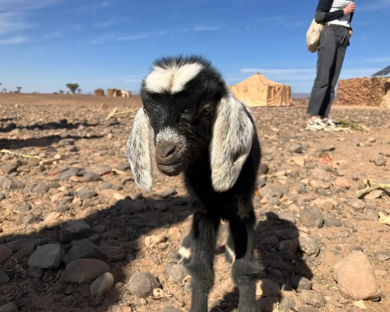 Close‑up of young goat at nomad settlement near Erg Chigaga in Sahara desert