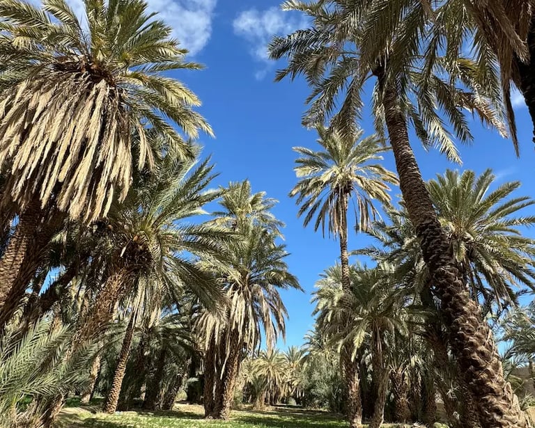 Palm trees in Moroccan palm grove on Agadir to M'hamid road trip