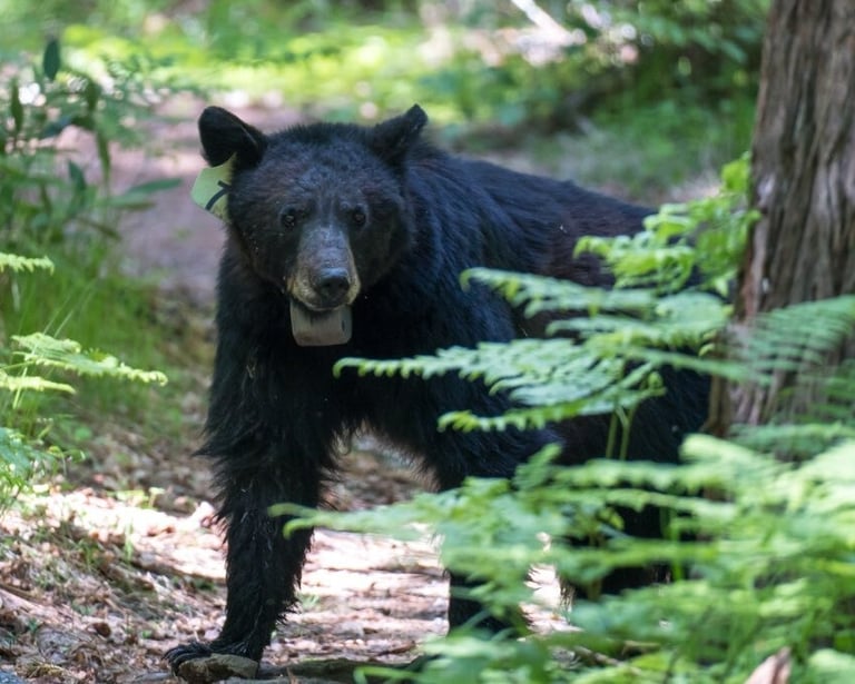 a black bear standing in the woods