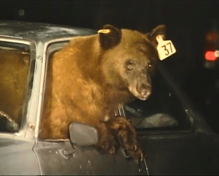 a bear sticking his head out of a car window