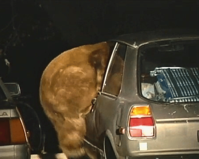 a bear climbing into a car