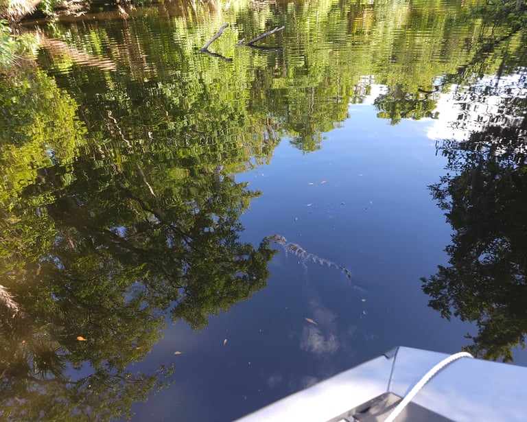 some baby alligators