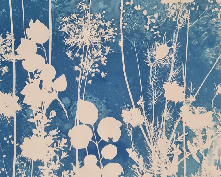 galerie des photogrammes en cyanotype