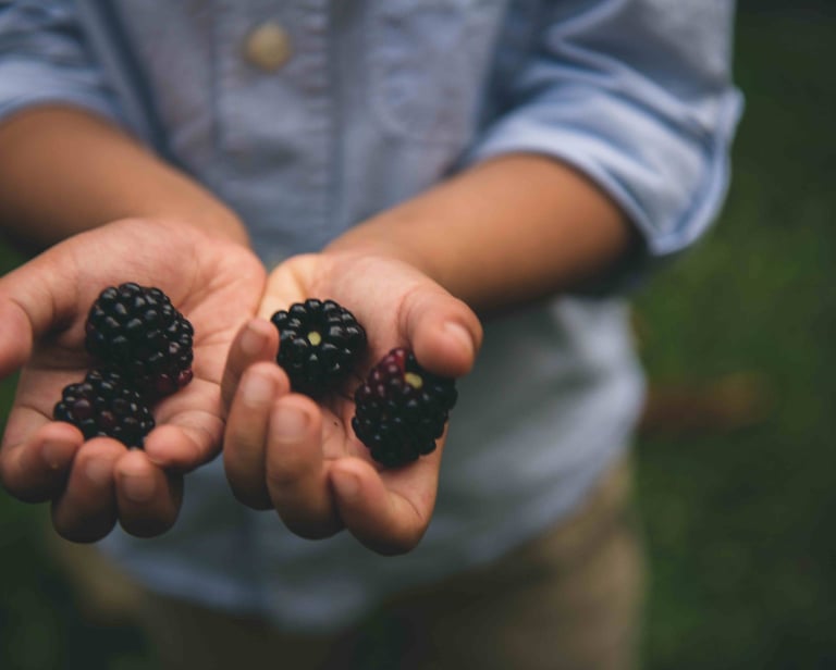 A young child holding blackberries in their hands picked from the family garden. 