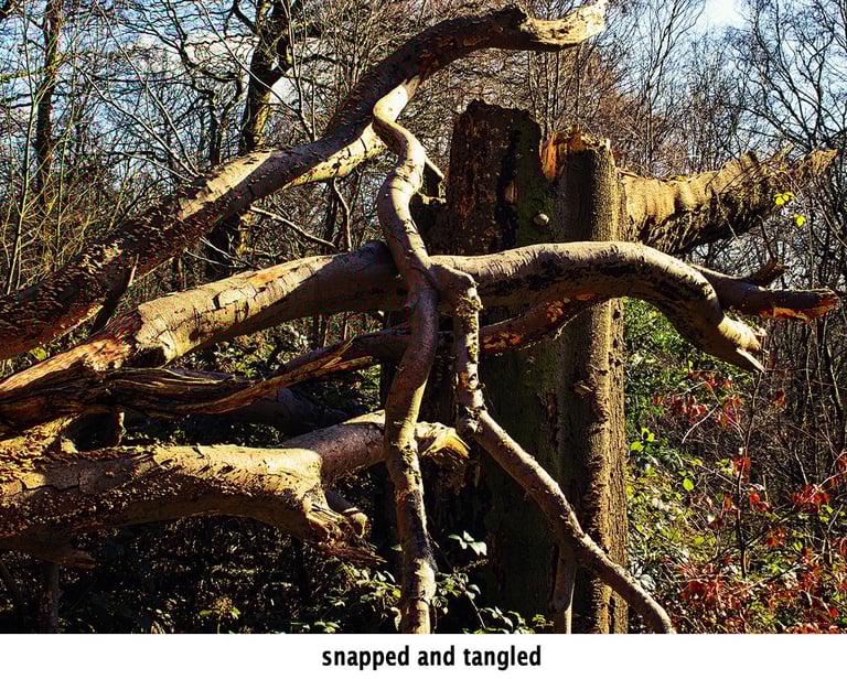 a tree that has fallen down with tangled branches against its broken trunk