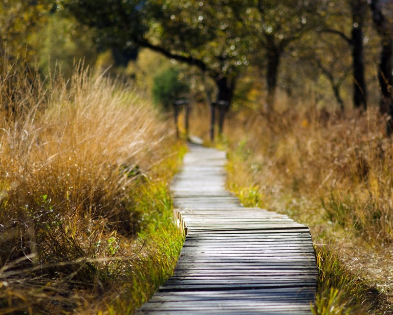 chemin en forêt qui suggère l'appropriation des techniques de sophrologie et l'autonomie acquise
