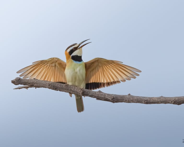 White-throated Bee-eater | Birding Adventures Gambia