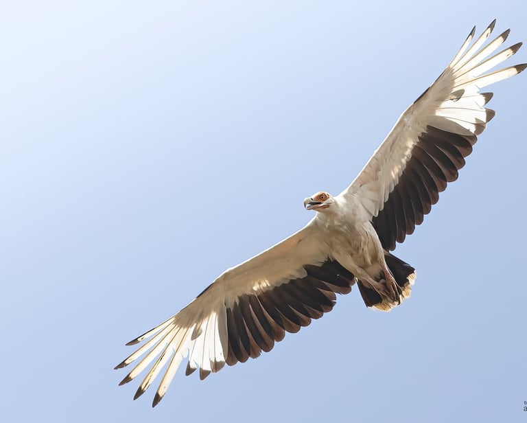 Palm-nut Vulture | Birding Adventures Gambia