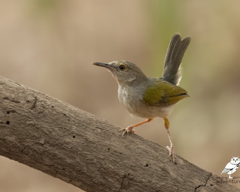 Grey-backed Camaroptera – Birding Adventures Gambia