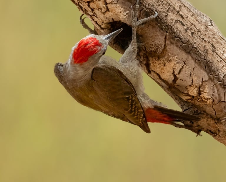Woodpecker | Birding Adventures Gambia