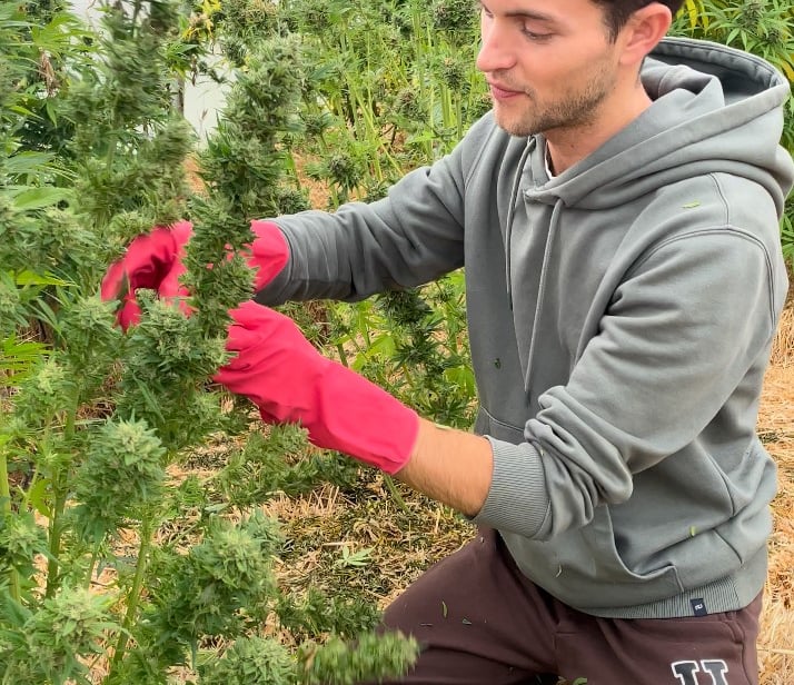 Ferme de Belon : Serre de CBD, manucure de CBD, cbd shop