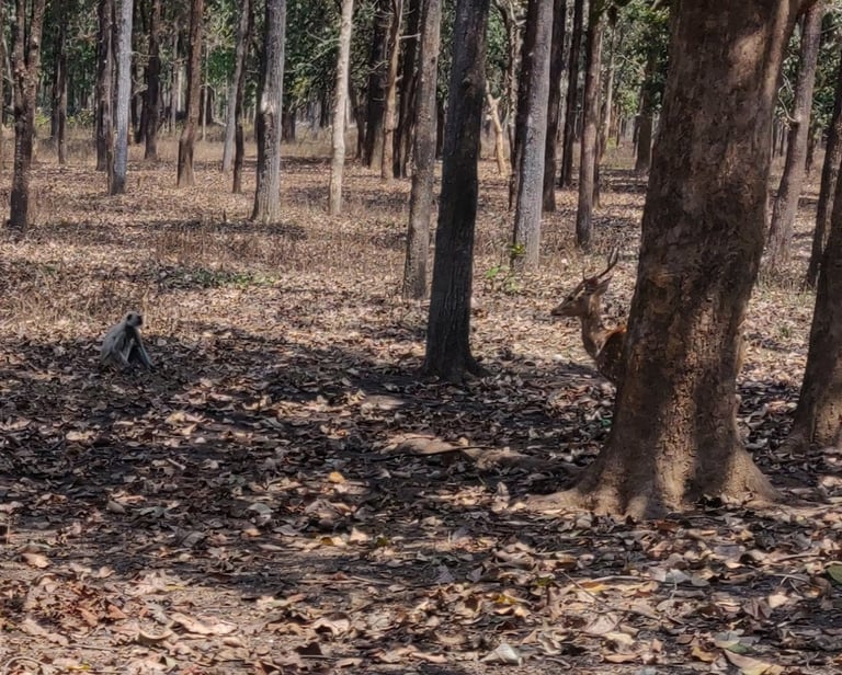 Jungle of Kanha 1