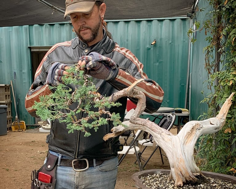 Colin Purcell wires a juniper bonsai tree