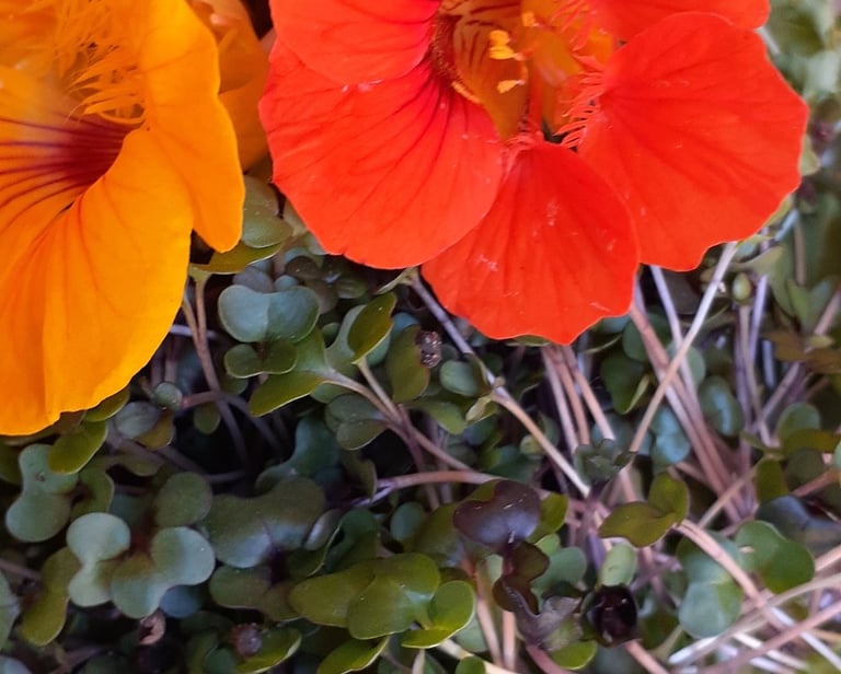 a bowl of edible flowers and microgreens